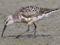 Curlew Sandpiper