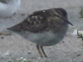 Least Sandpiper