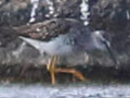 Lesser Yellowlegs