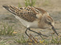 Little Stint