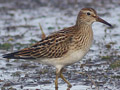 Pectoral Sandpiper