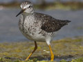 Lesser Yellowlegs