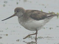 Terek Sandpiper