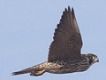 Peregrine