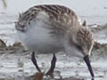 Semipalmated Sandpiper