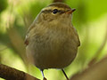 Yellow-browed Warbler