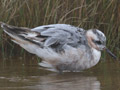 Grey Phalarope